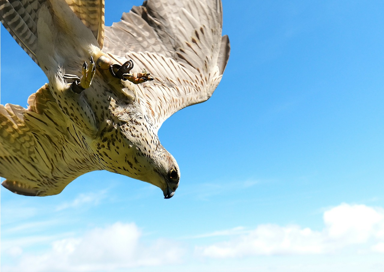 Image - falcon clouds sky predator