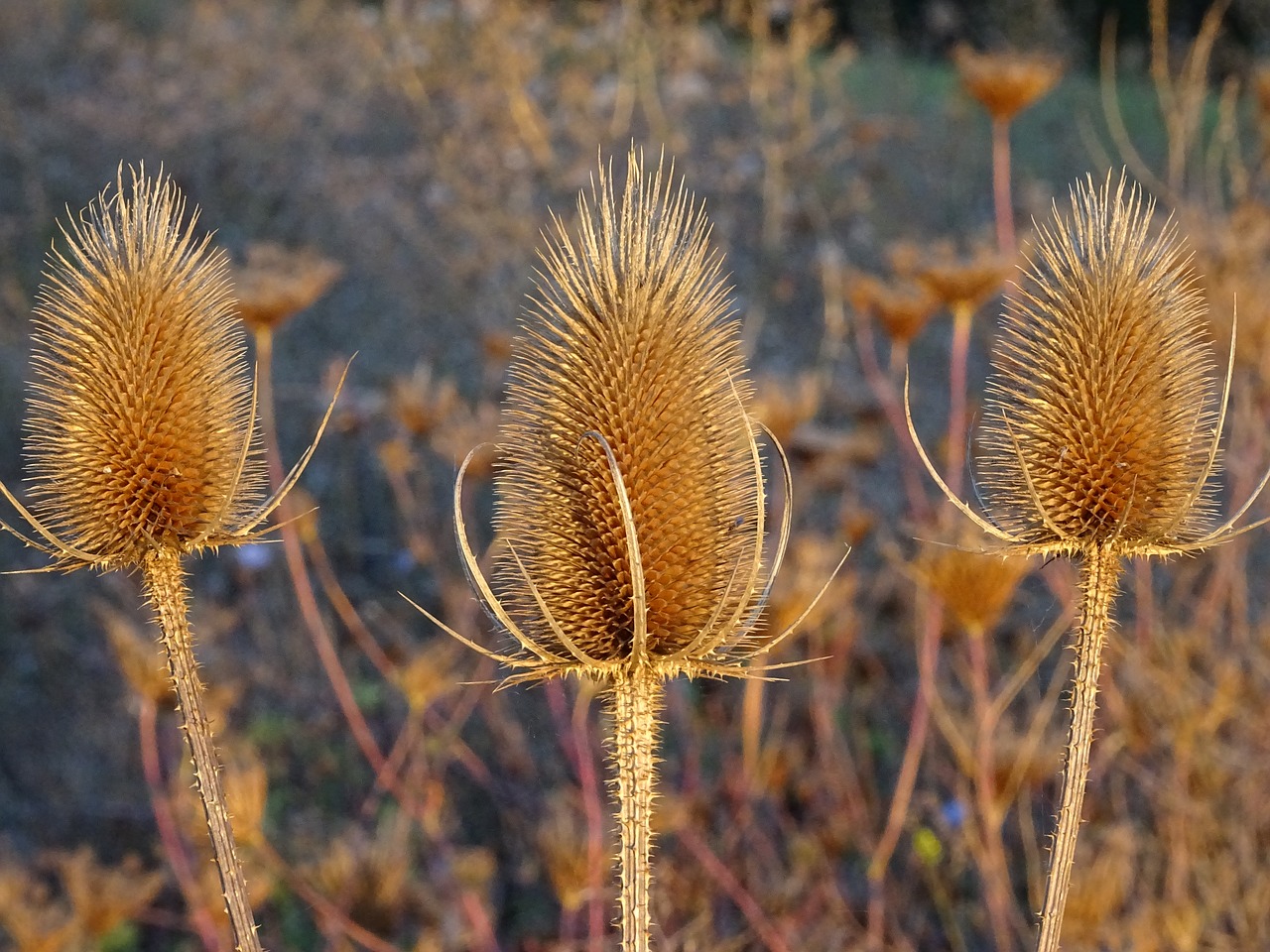 Image - thistle karden wild plant prickly