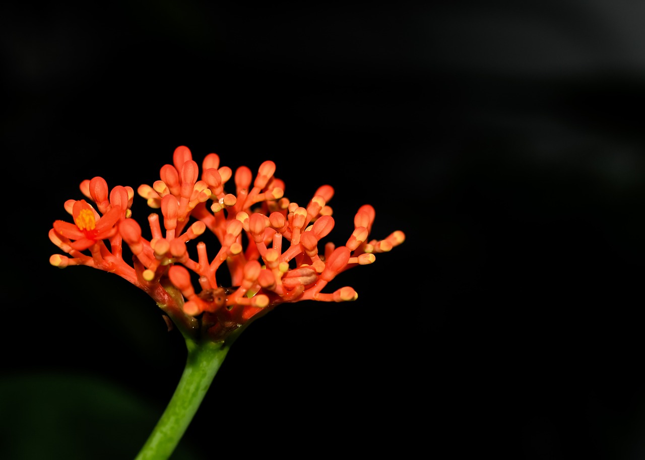 Image - hanuman sitting podium flowers