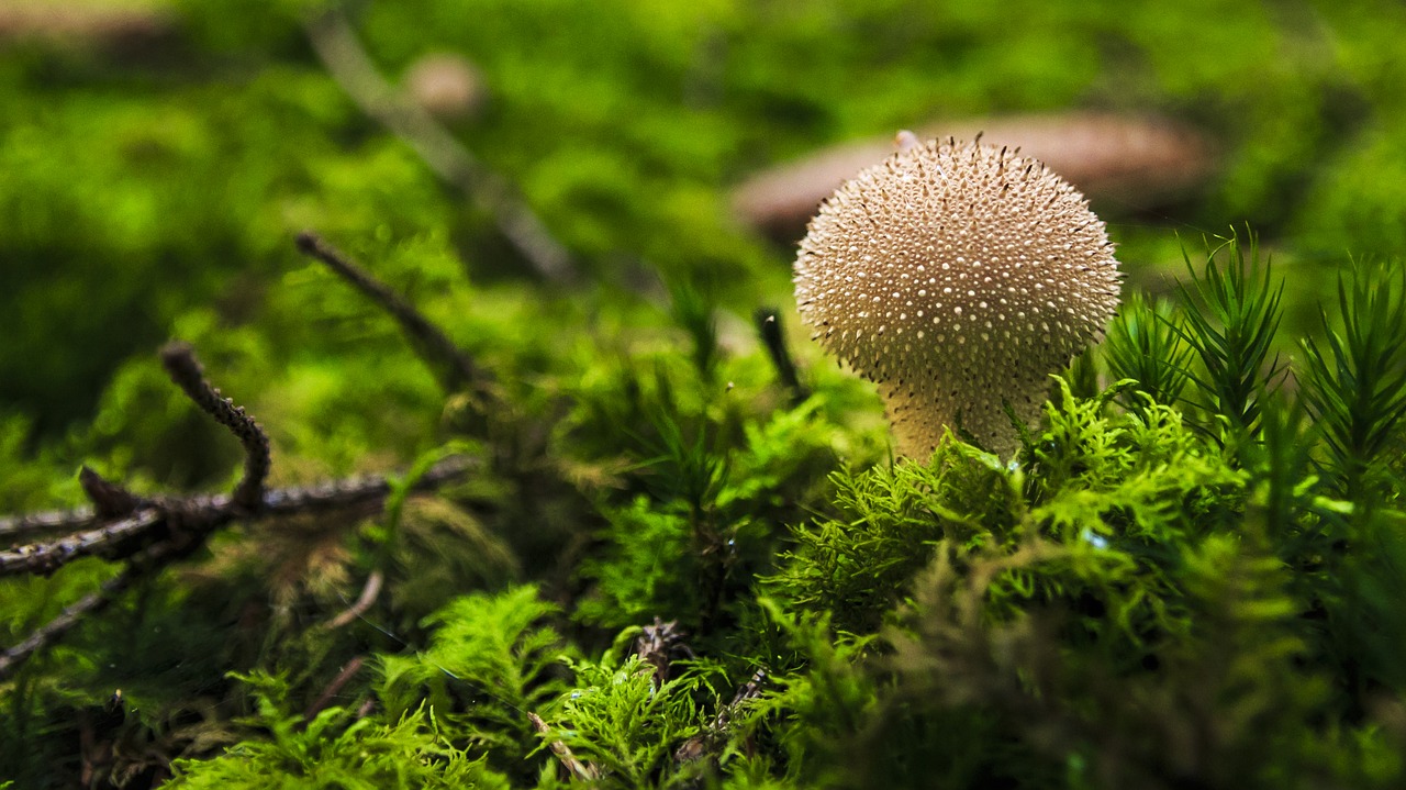 Image - mushroom forest autumn nature