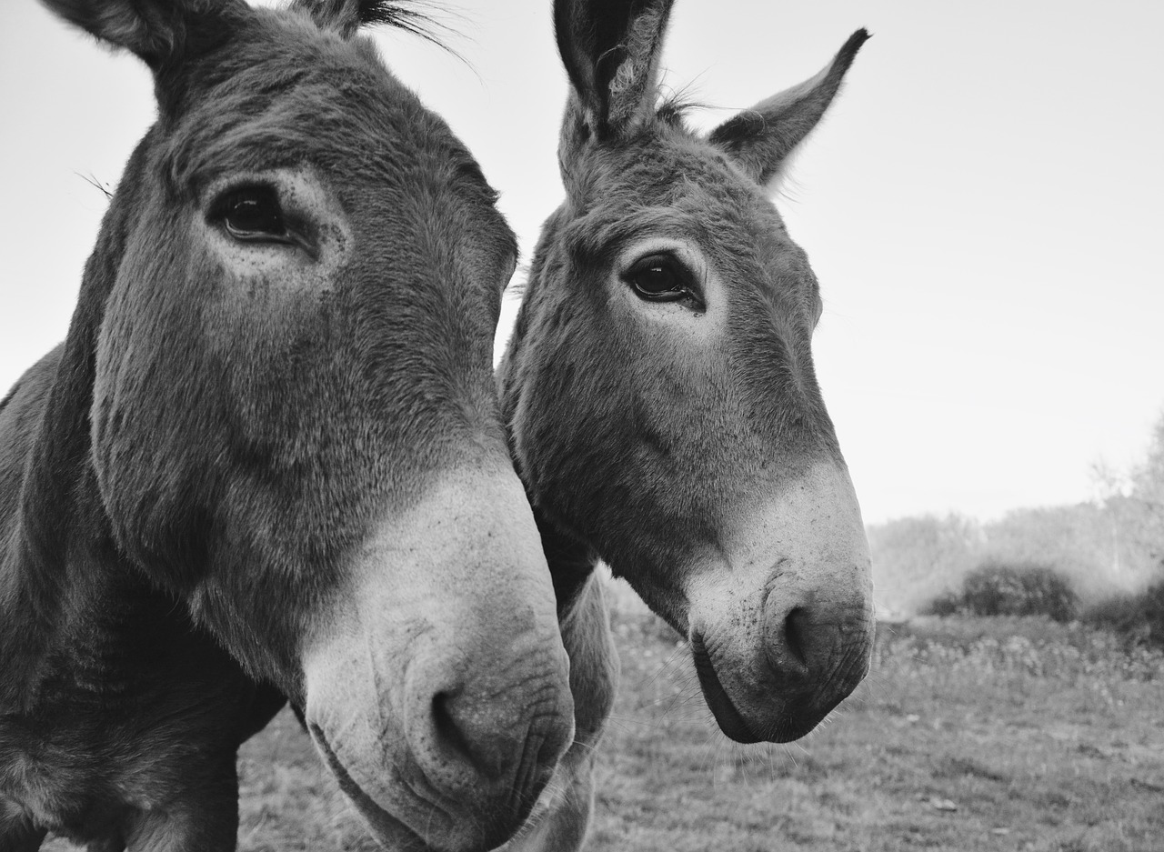 Image - donkeys equines portrait