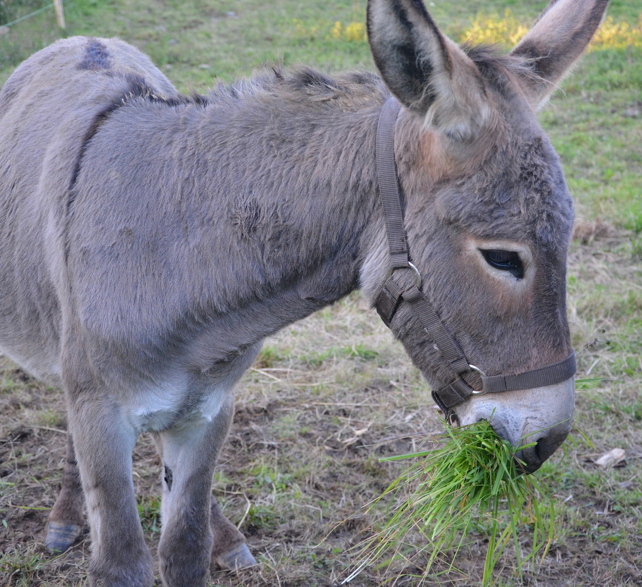 Image - donkey colt graze on grass