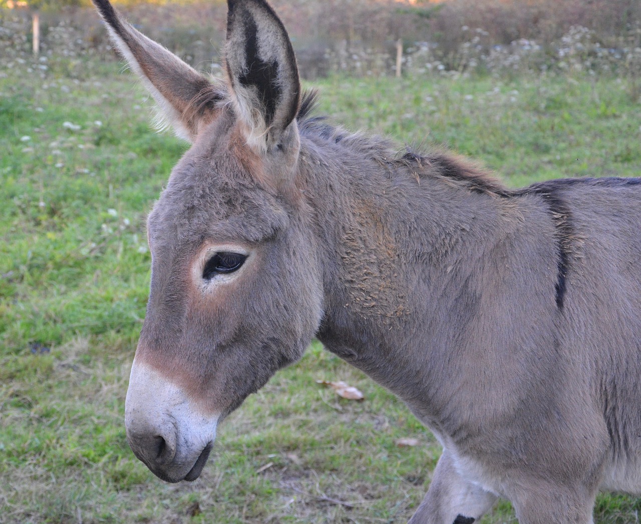 Image - donkey colt saint andré grey