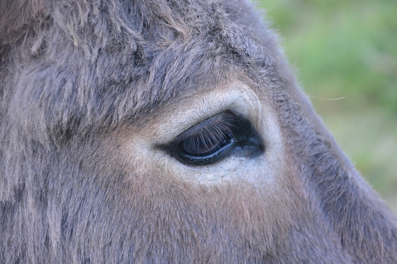 Image - donkey eye profile head long ears