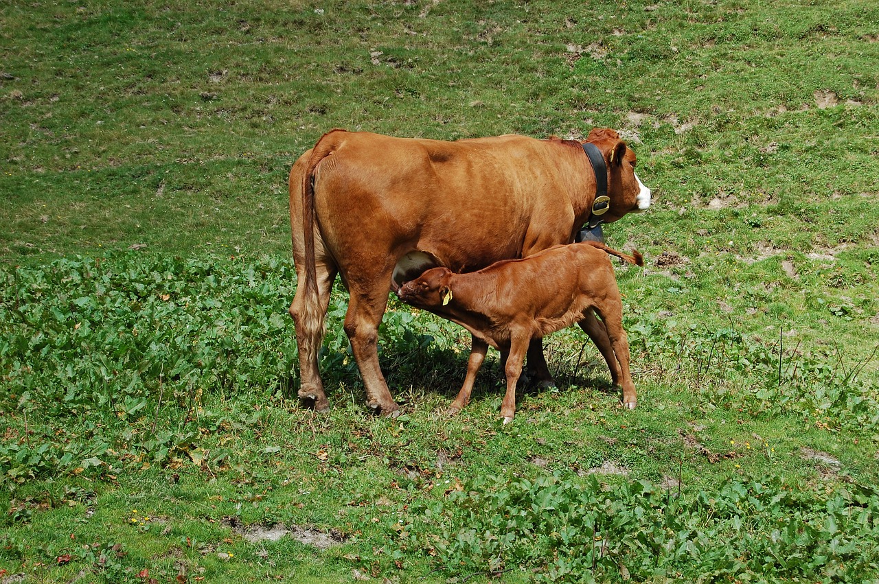 Image - cow calf suckle pasture meadow