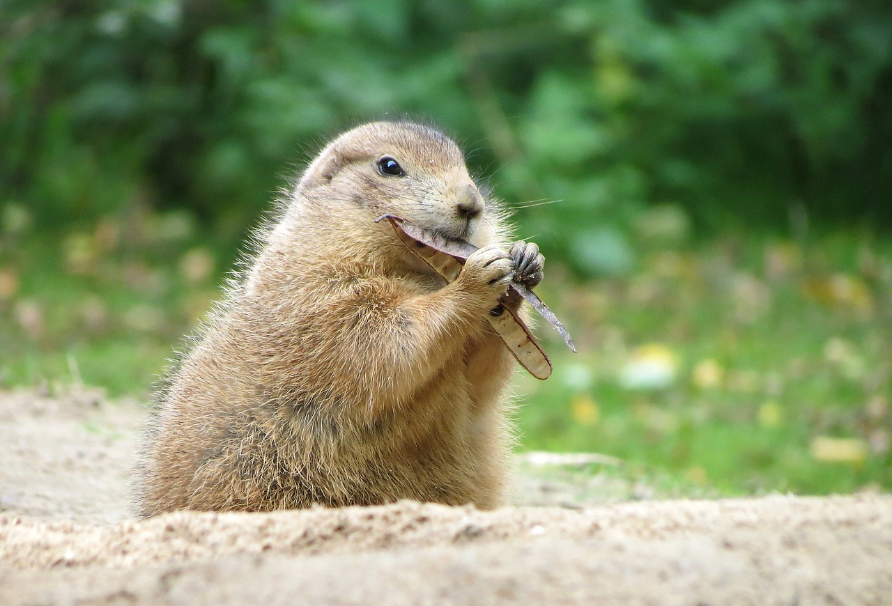 Image - prairie dog wildlife park rodents