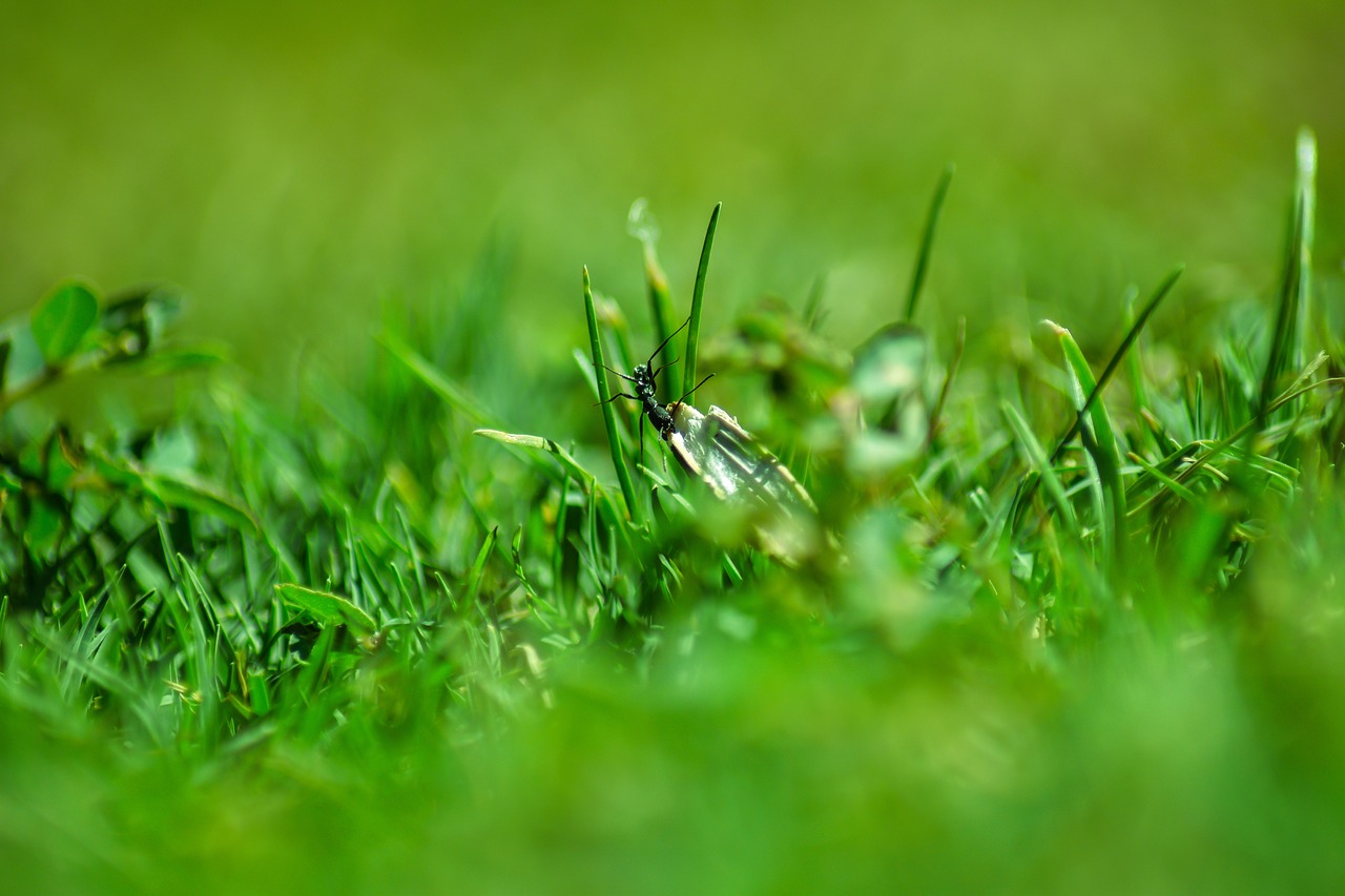 Image - ants green nature landscape spring