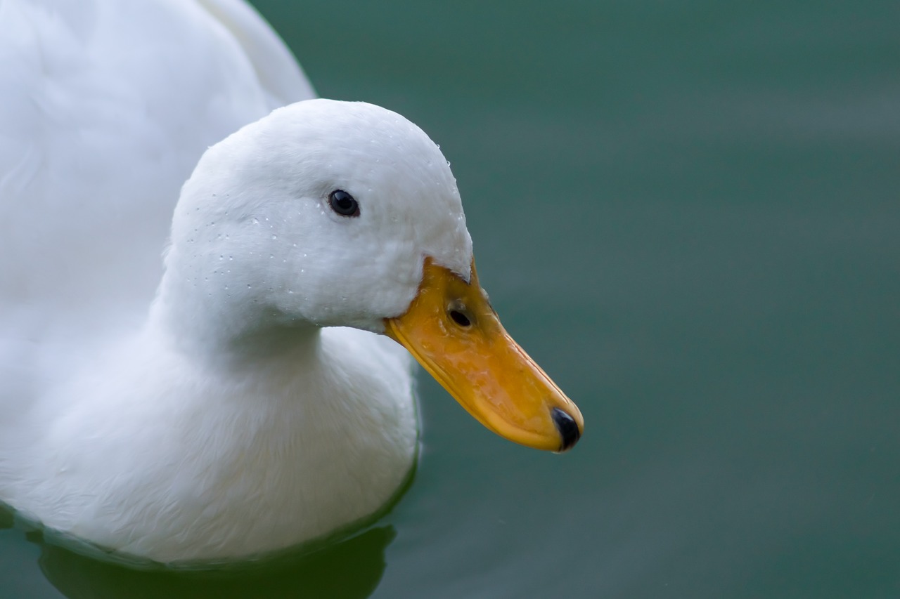 Image - duck white duck bird water lake