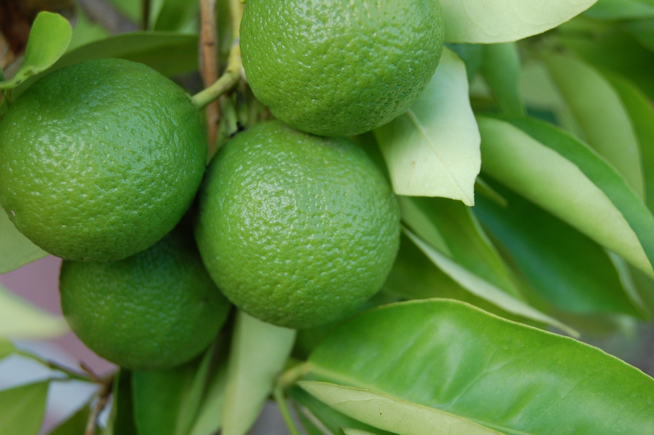 Image - lemons green fruit plant leaf