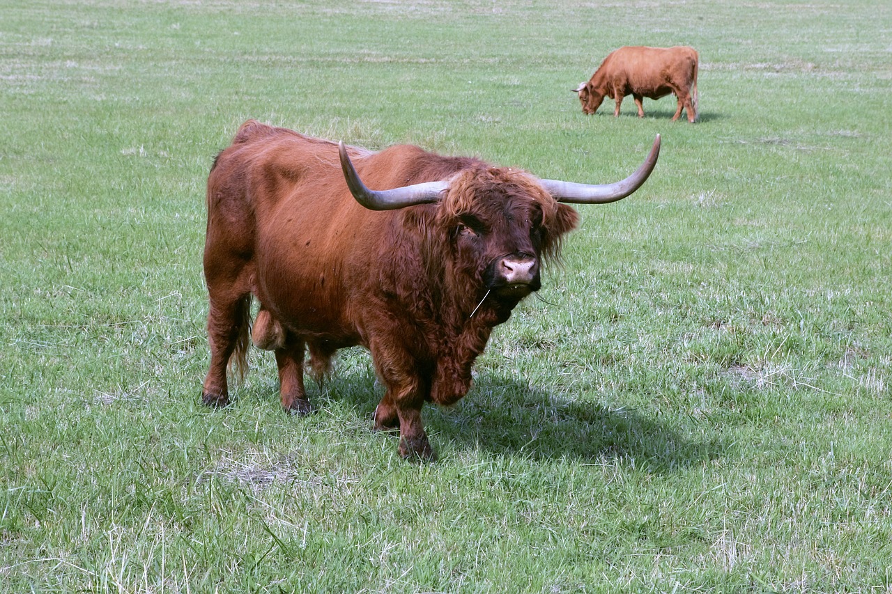 Image - bull cattle scottish highland cattle