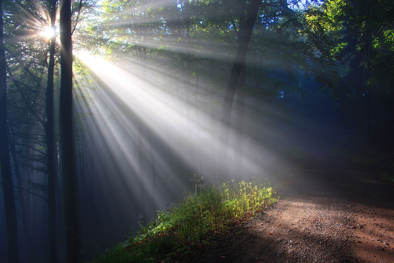 Image - sunbeam herbstnebel autumn forest