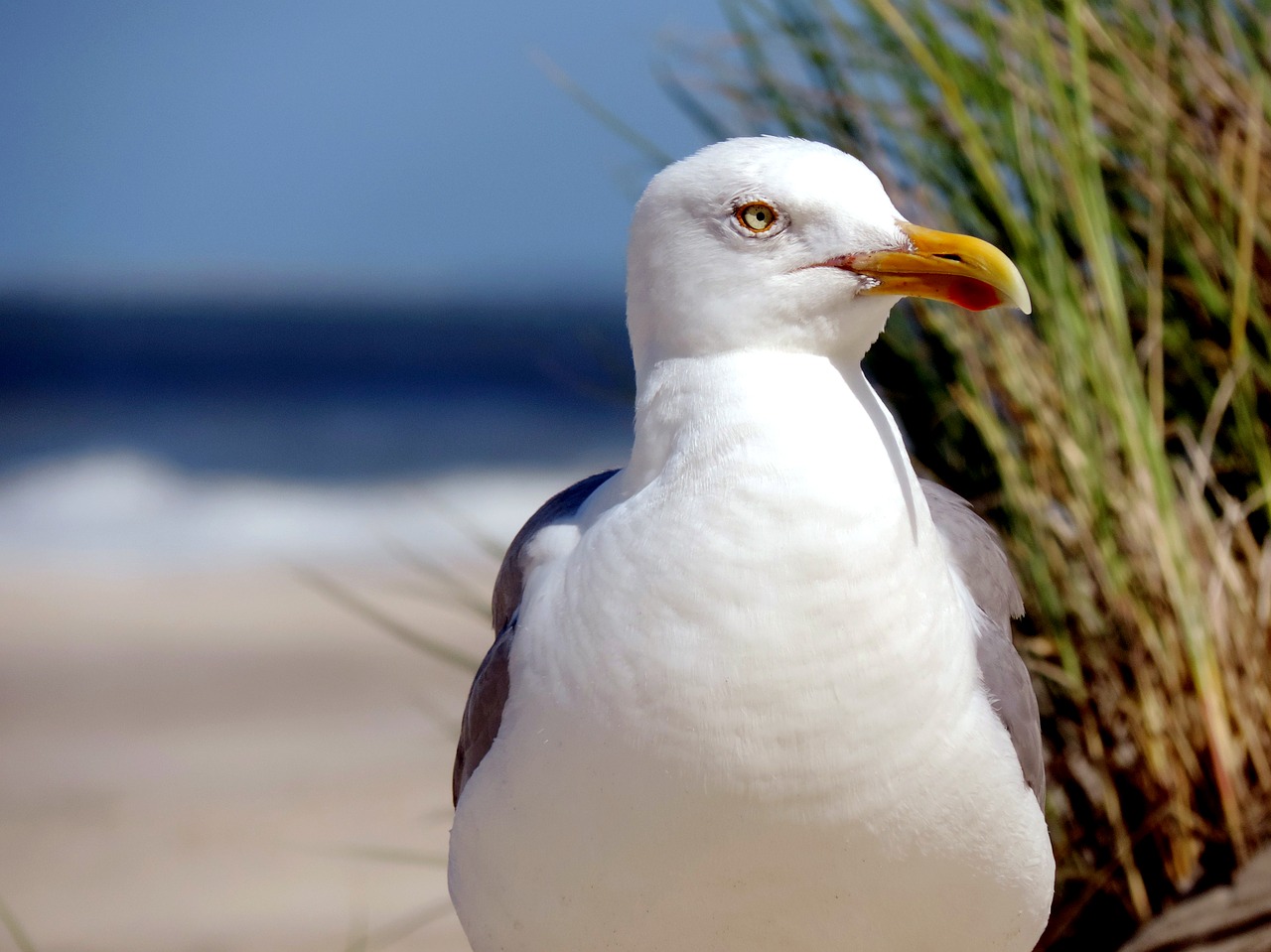 Image - seagull herring gull water bird