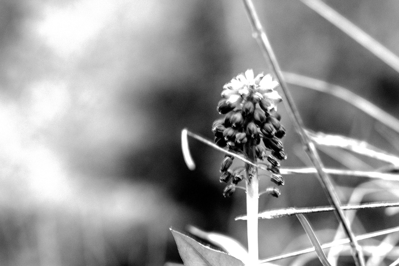 Image - monochrome bw flower