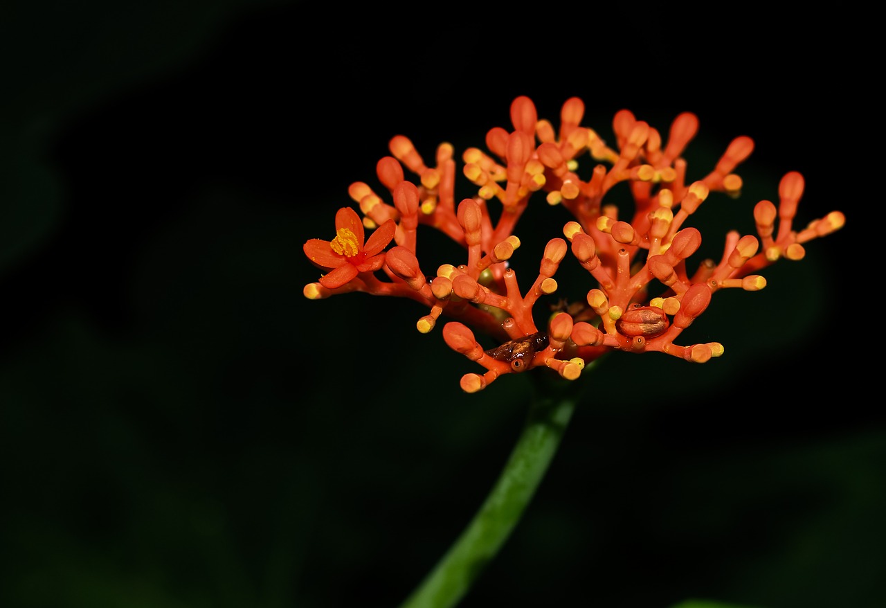 Image - hanuman sitting orange flower nature