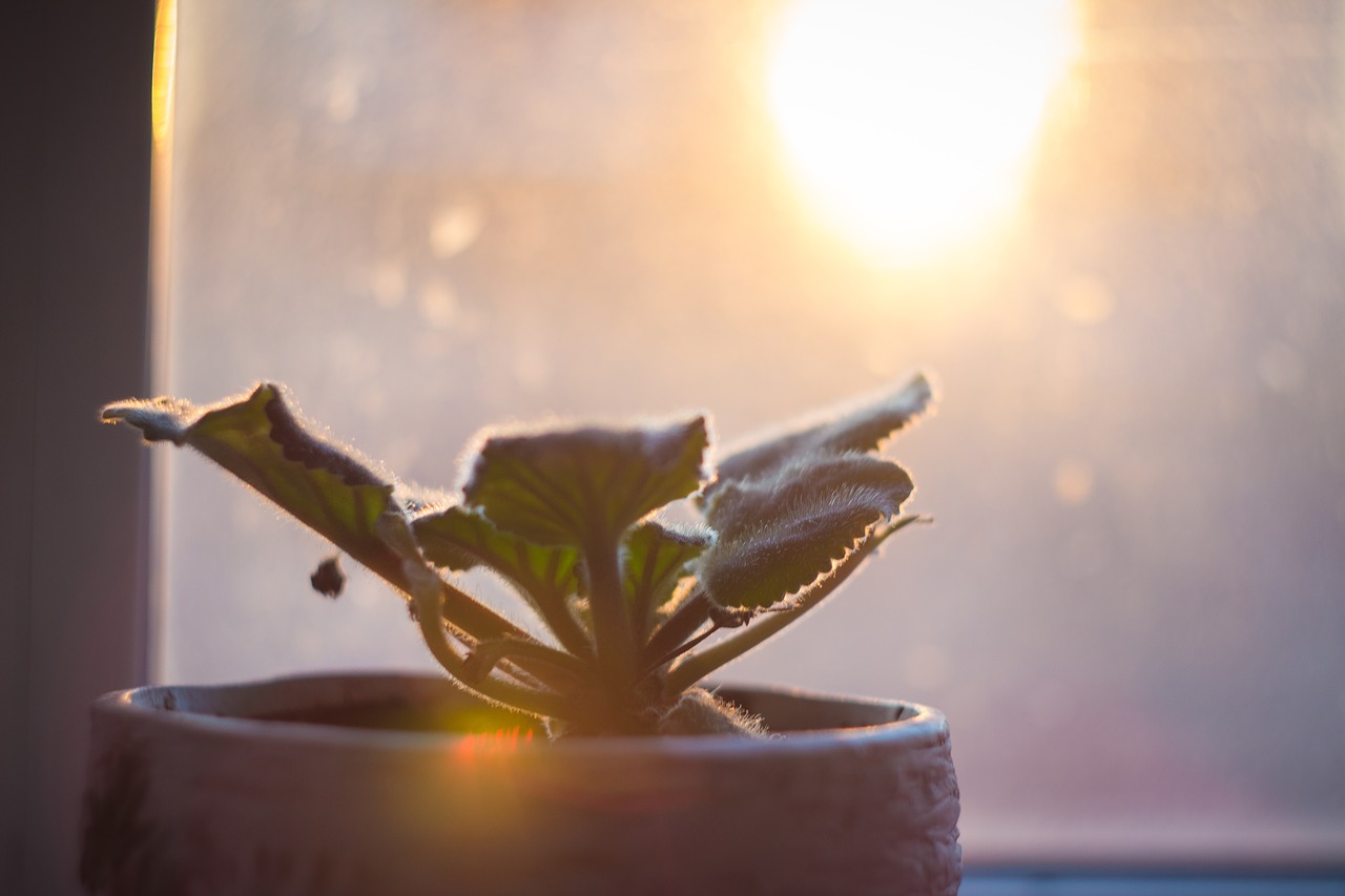 Image - flower violet window sun light