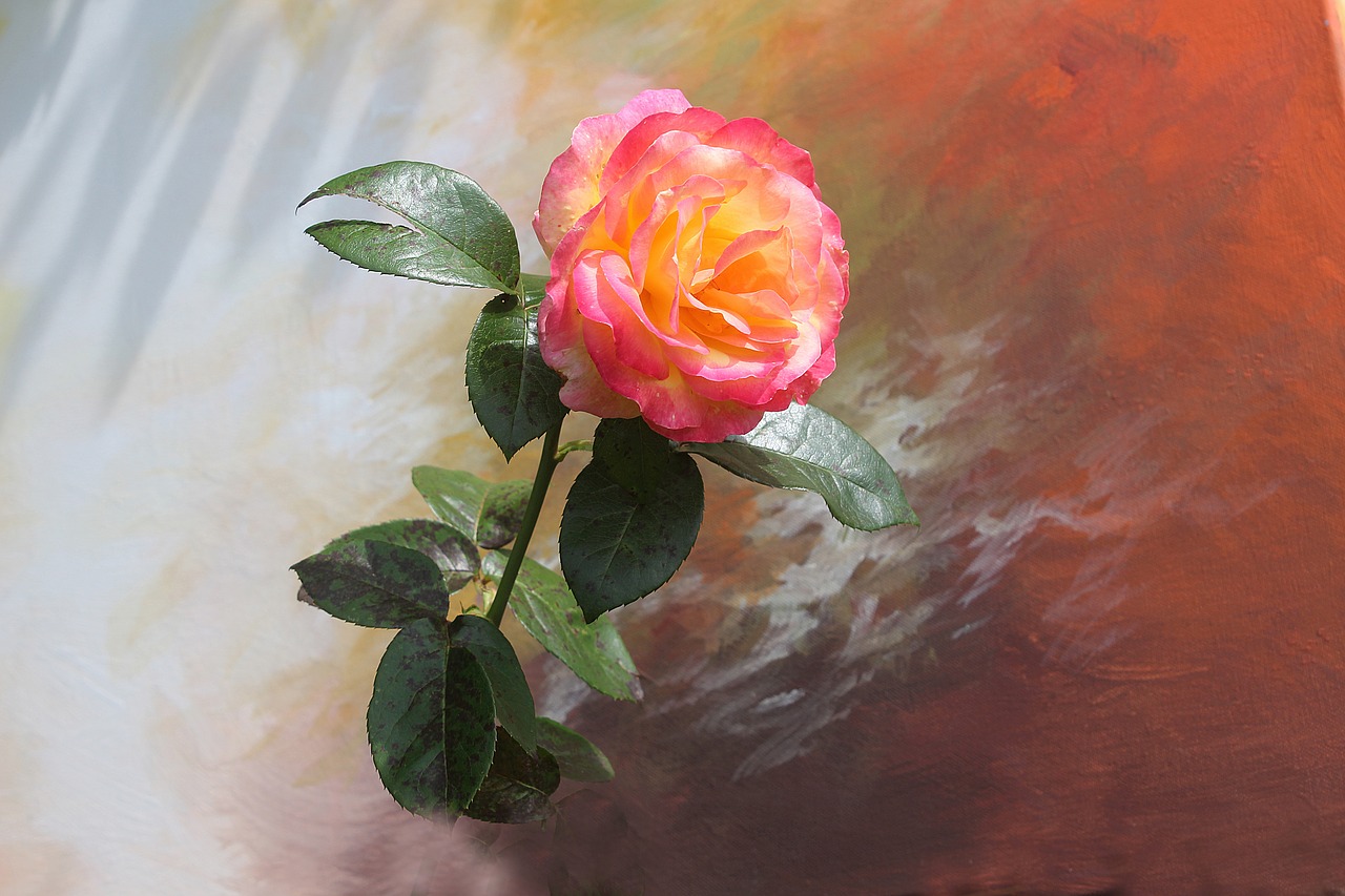 Image - rose flower plant garden plant