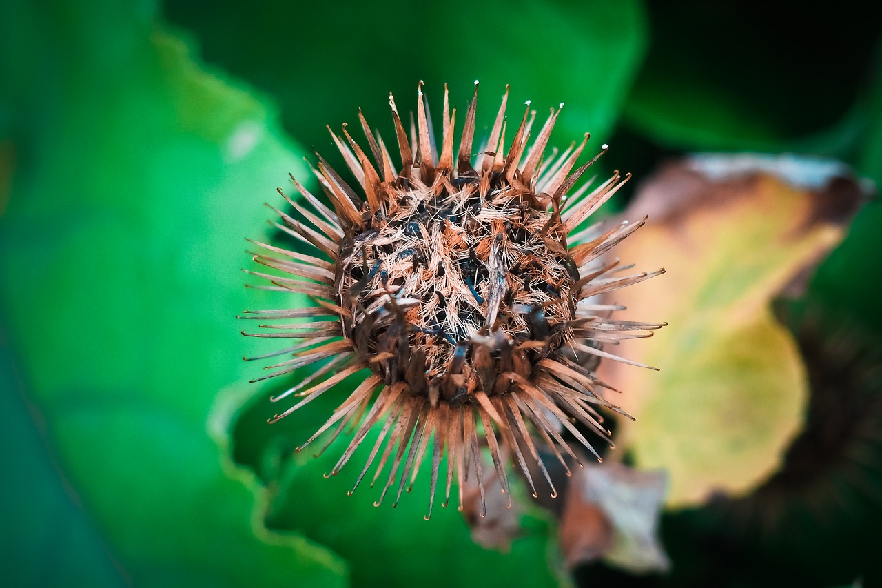 Image - thistle plant nature flower