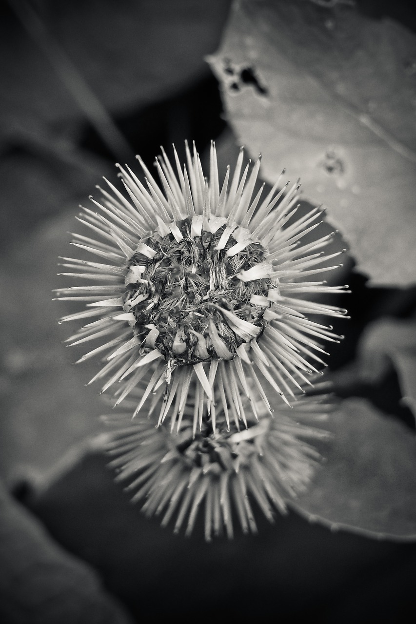 Image - thistle plant nature flower