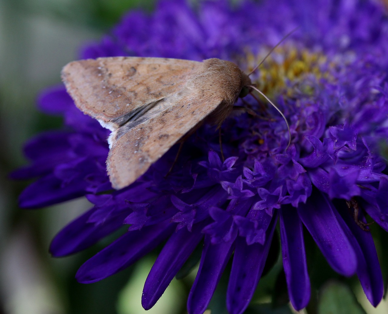 Image - butterfly flower mov insecta