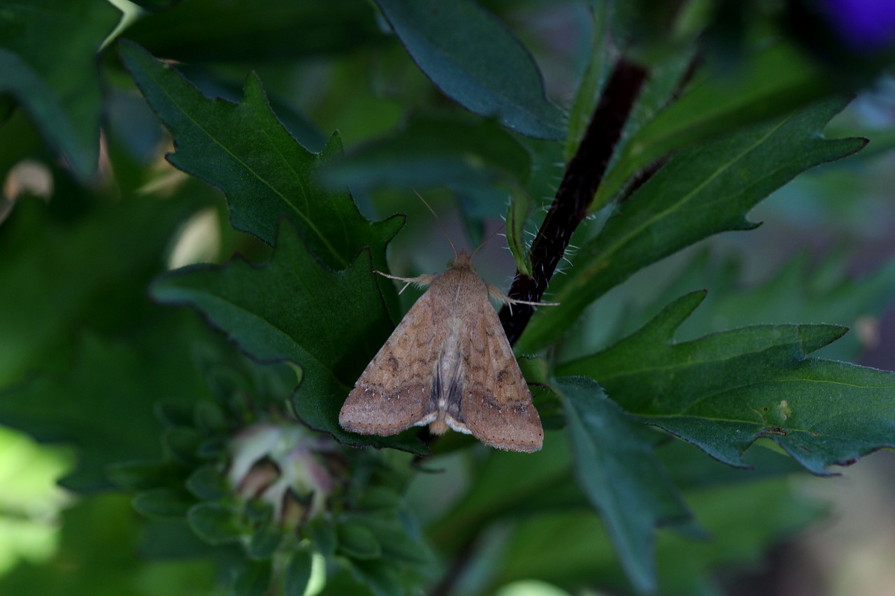 Image - butterfly leaf green sleep