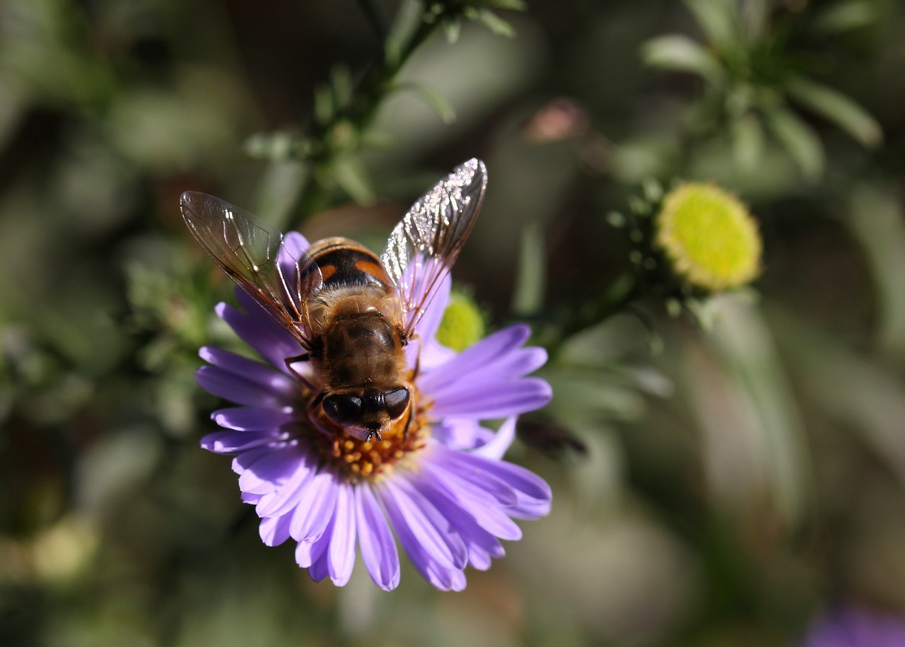 Image - bee flower mov insecta pollination