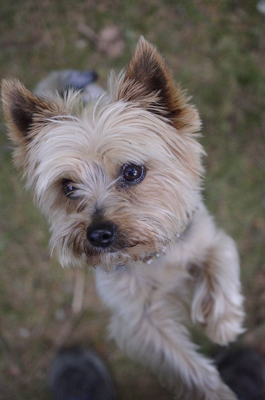 Image - dog yorkshire terrier little dog