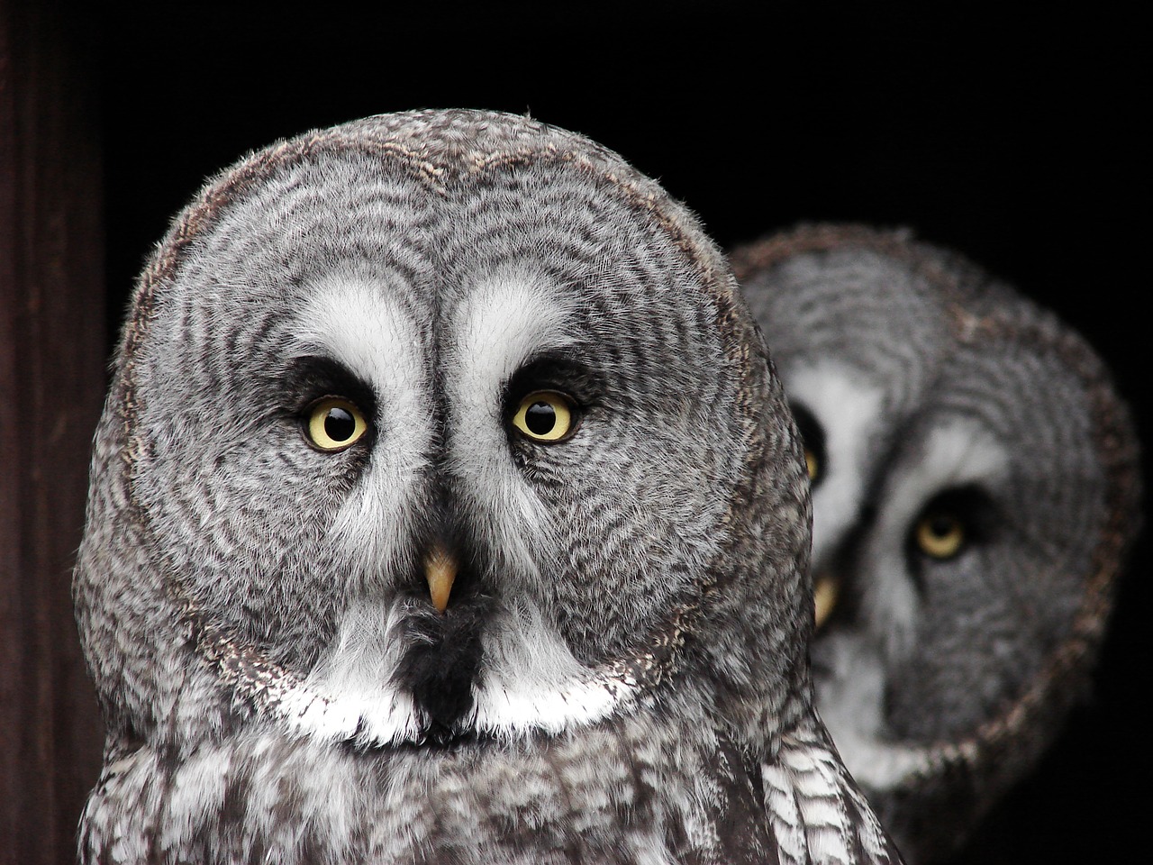 Image - the great grey owl predator owl