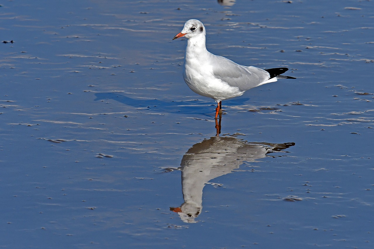 Image - black headed gull watts seagull