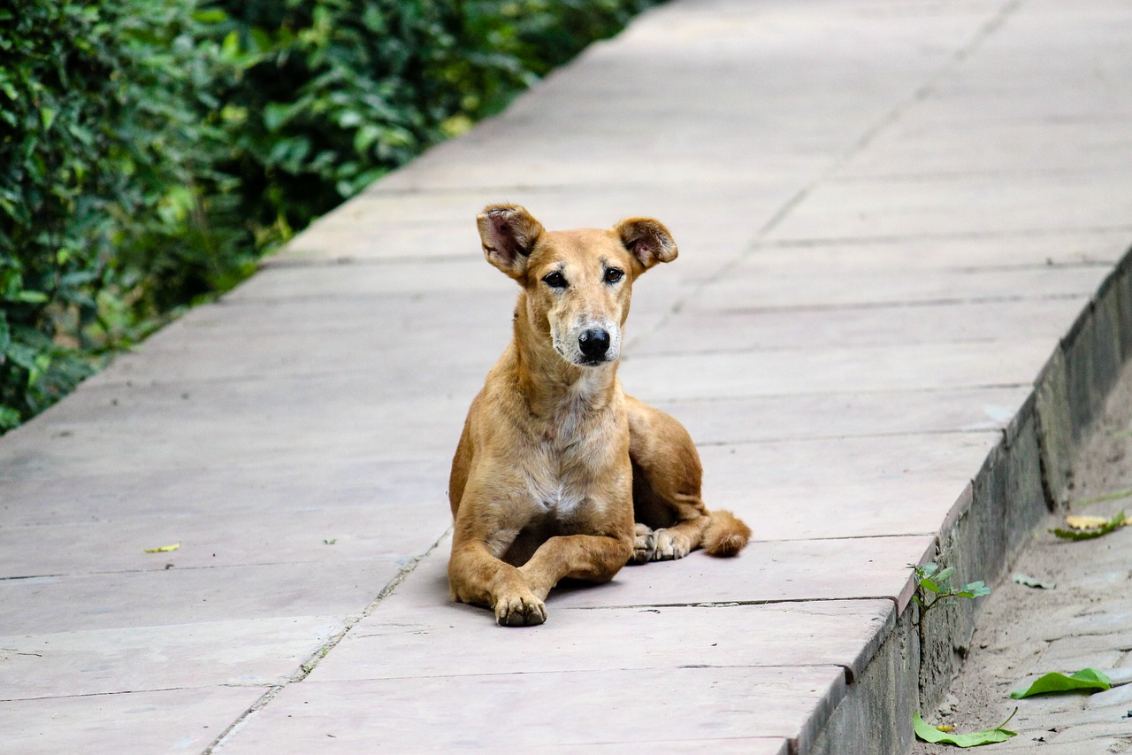Image - stray dog footpath animal nature