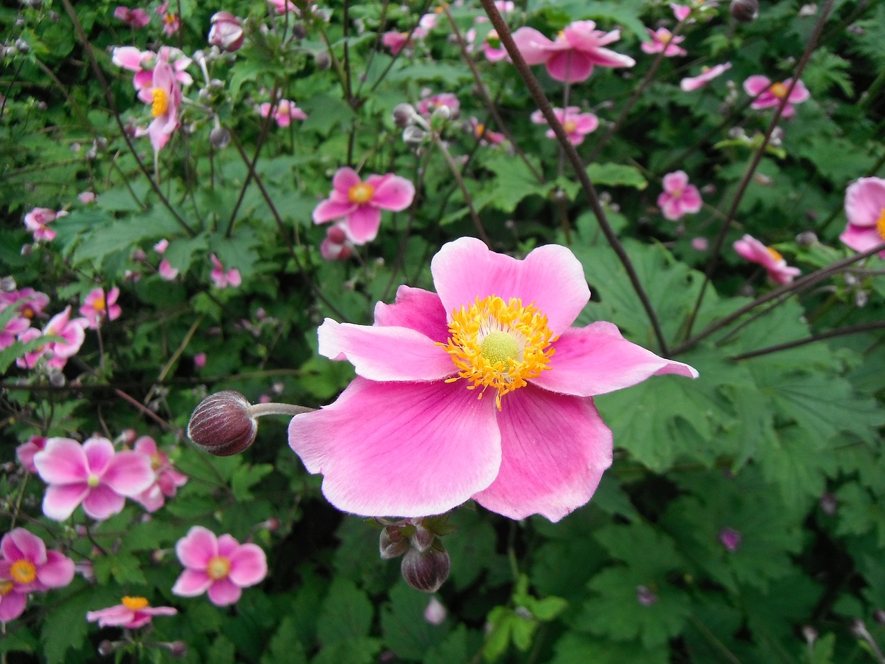 Image - flower pink mannheim luisenpark