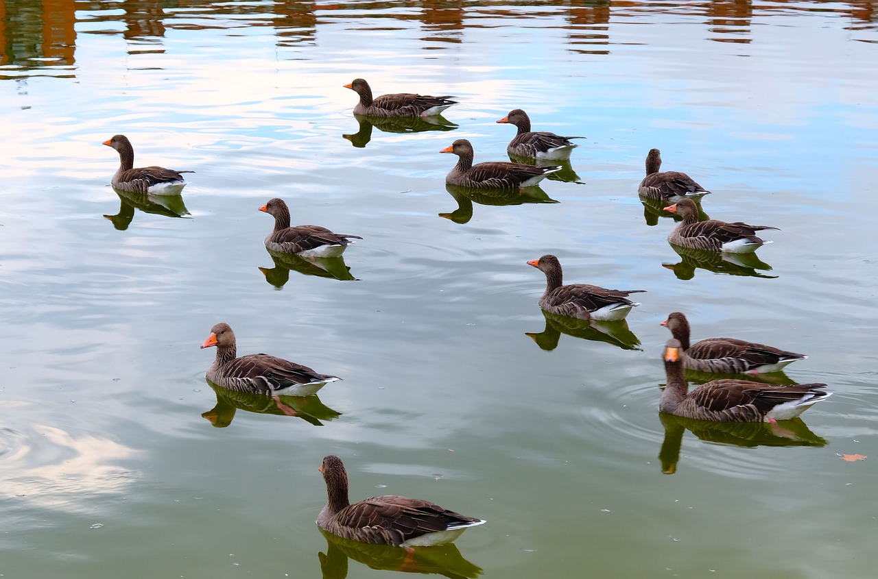 Image - geese bird wild ducks waterfowl