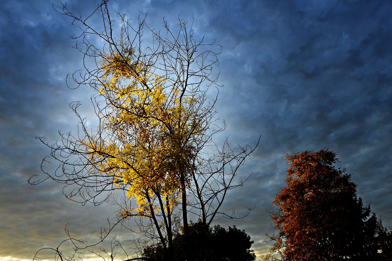 Image - wood leaves autumn leaves nature