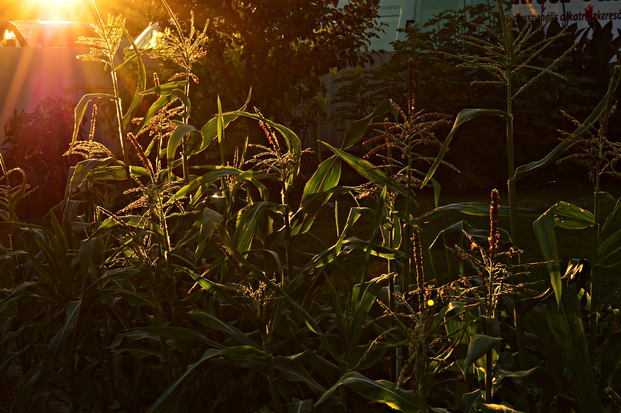 Image - backlight corn plant