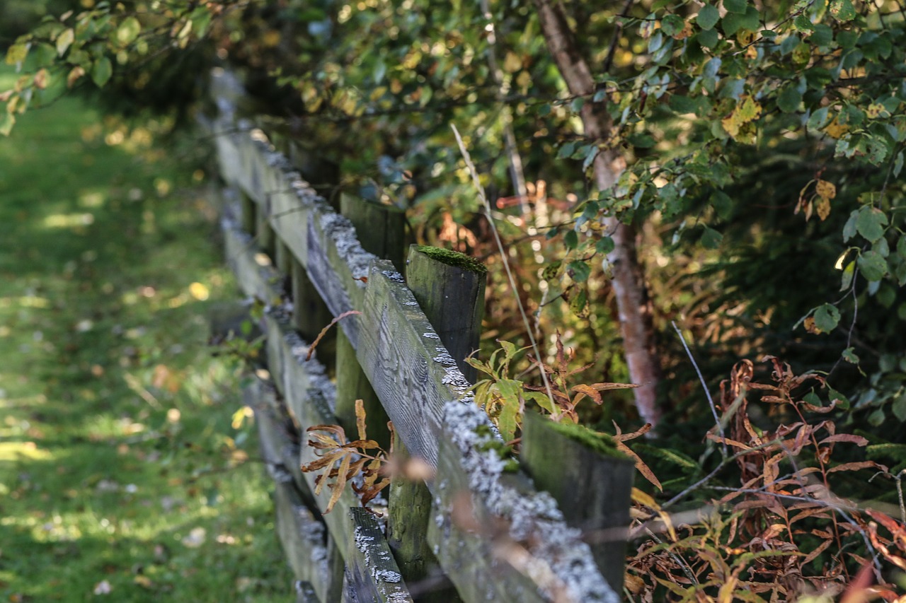 Image - autumn fall grid garden forest