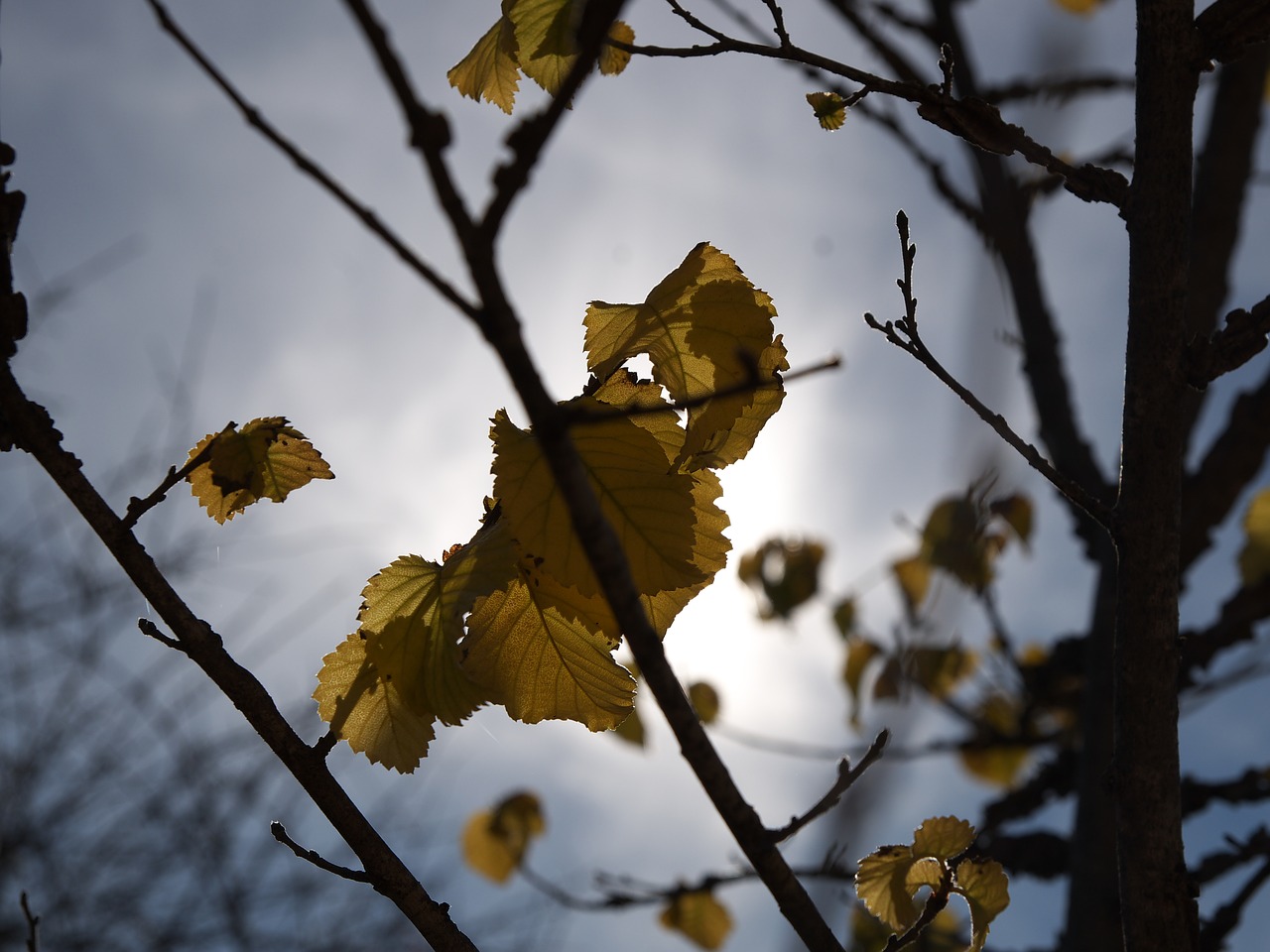 Image - autumn leaves backlight dry leaf