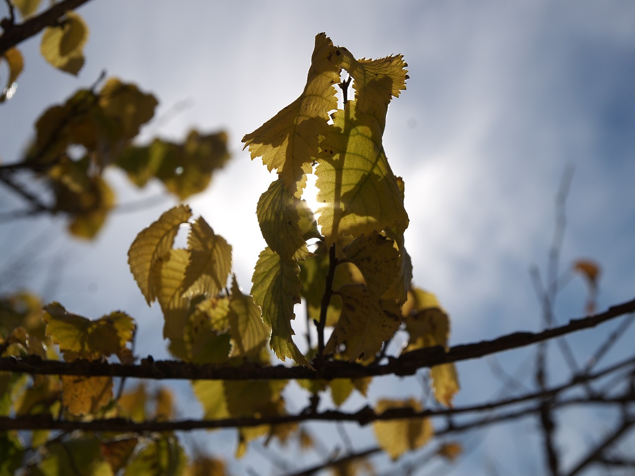 Image - autumn leaves backlight dry leaf