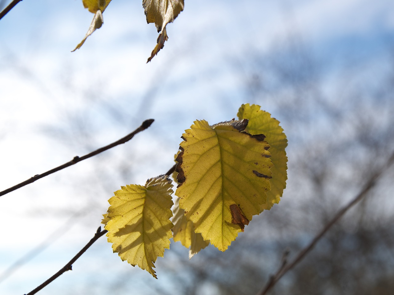 Image - autumn leaves backlight dry leaf