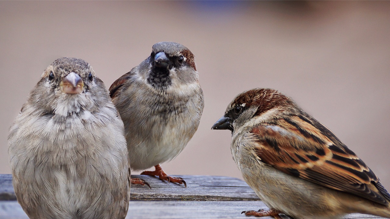 Image - sparrows birds bird sparrow nature