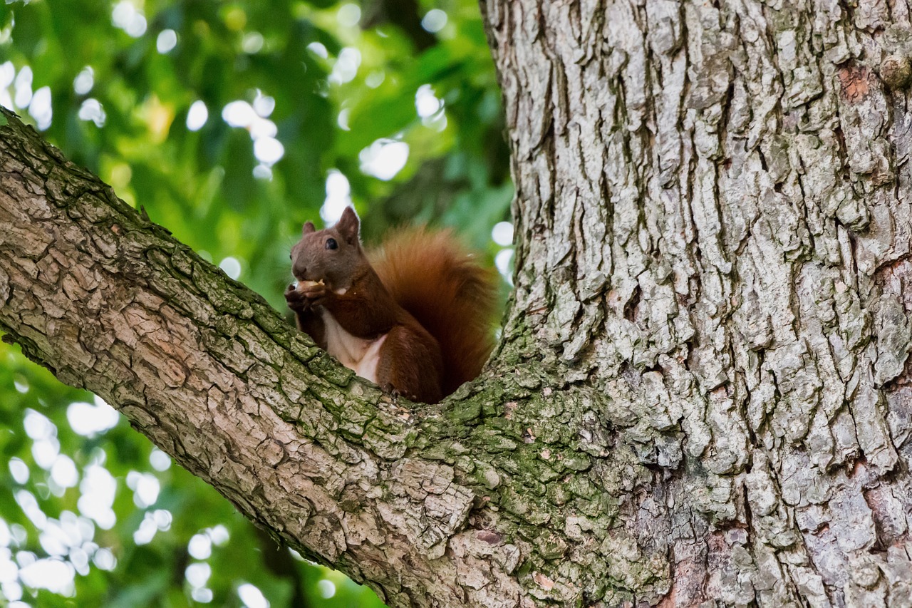 Image - squirrel tree aesthetic nature