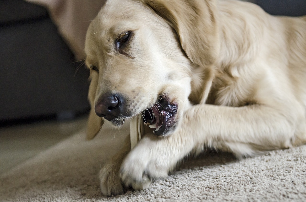 Image - golden golden retriever futrzak