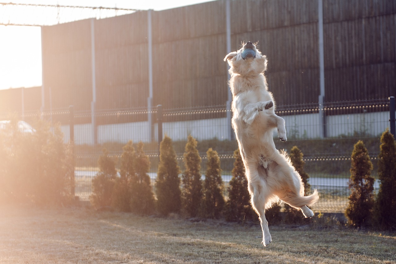 Image - golden golden retriever futrzak