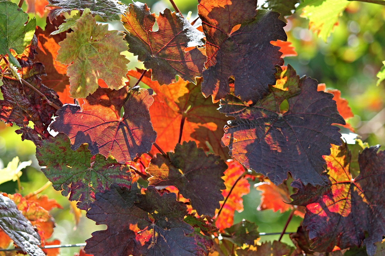 Image - vine autumn colorful colored red