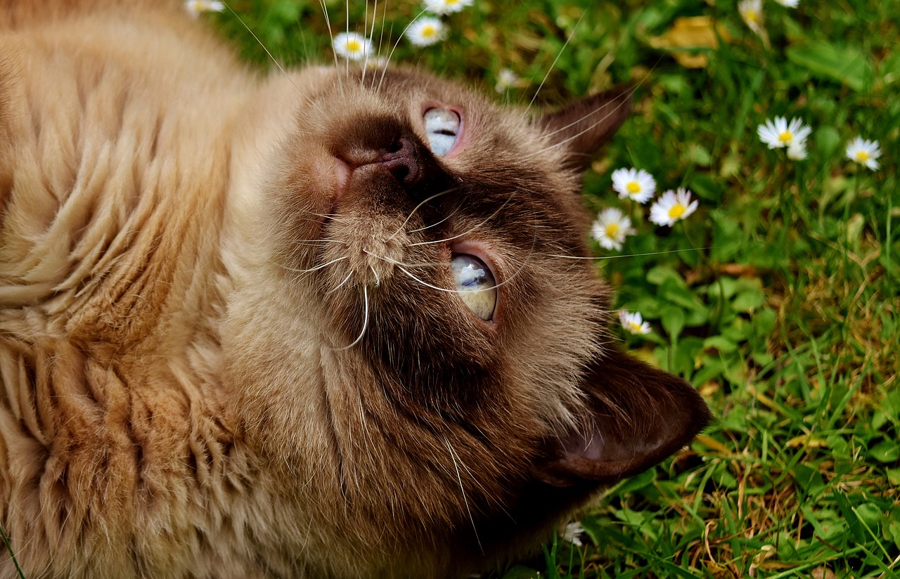 Image - british shorthair rest relaxed