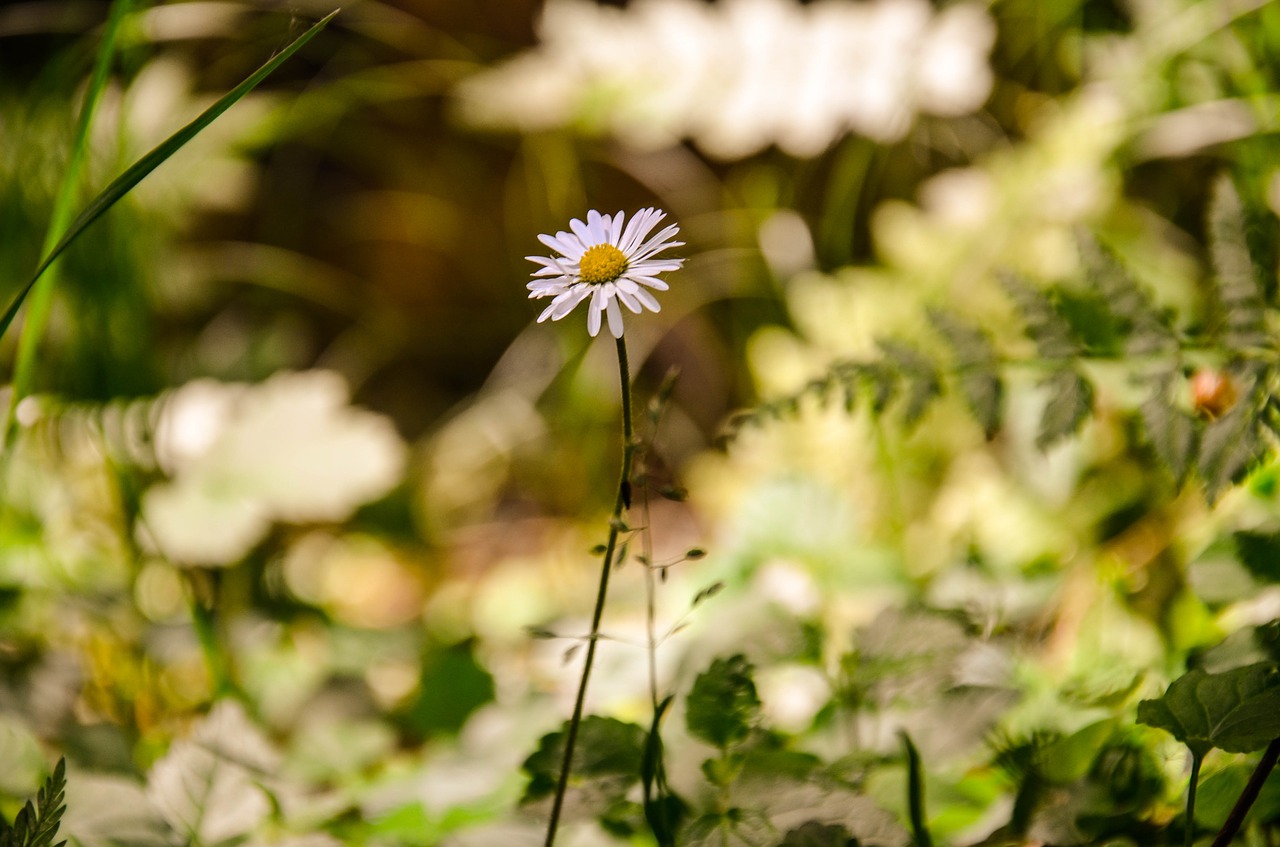 Image - flower daisy plant spring nature