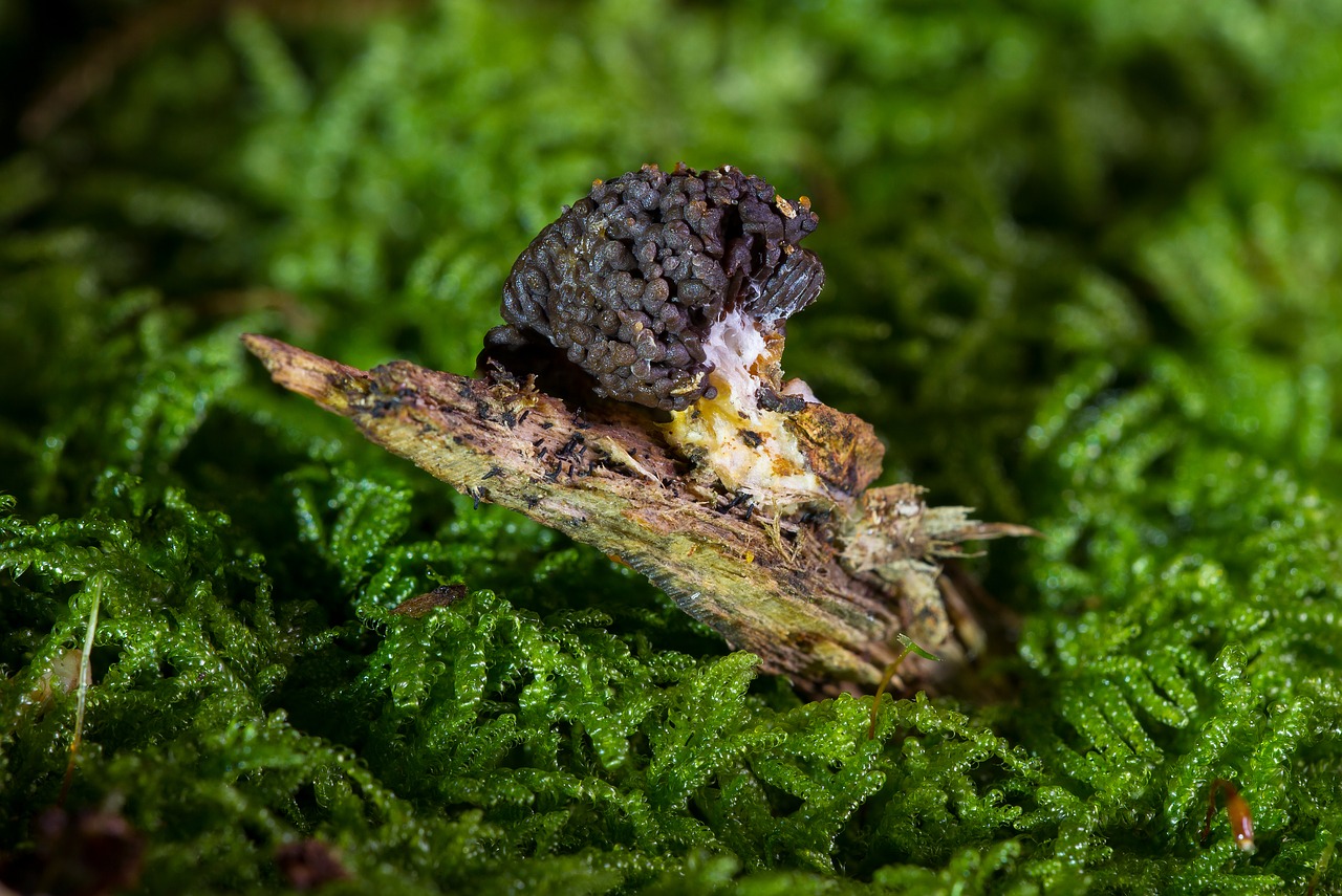 Image - slime mold myxomycetes sporulation