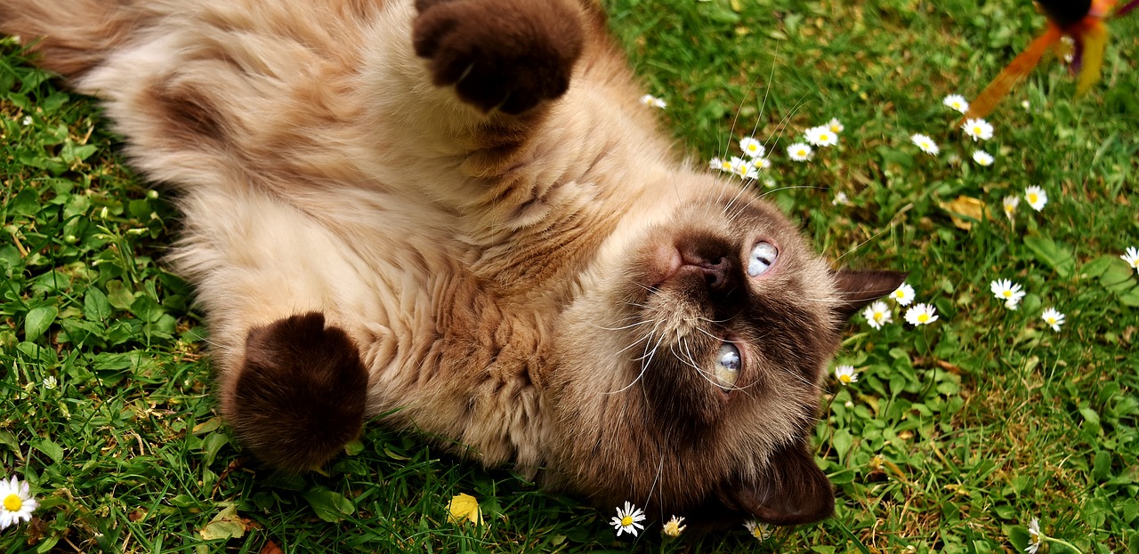 Image - british shorthair rest relaxed