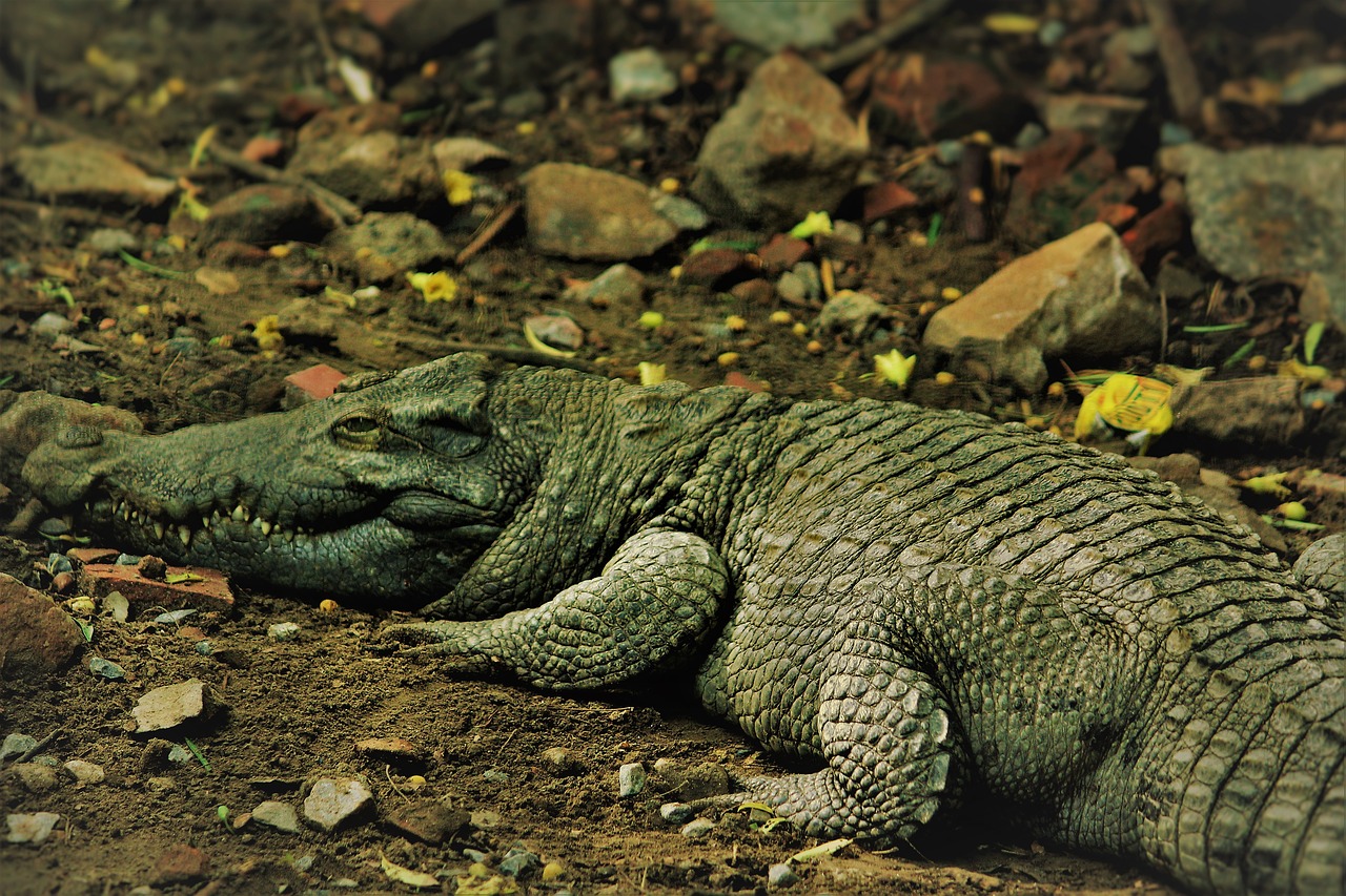 Image - alligator mississipiensis alligator