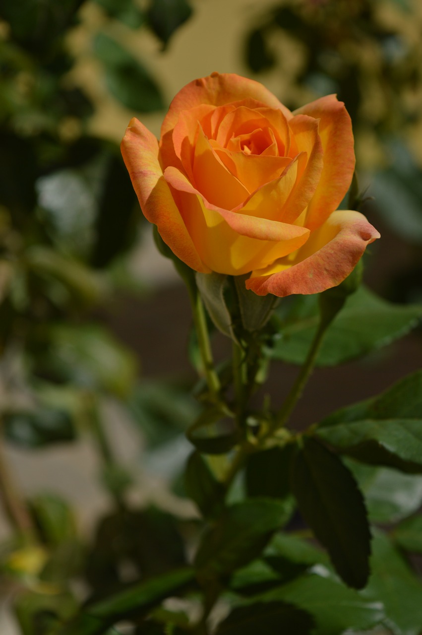 Image - rose bush yellow blurred flower
