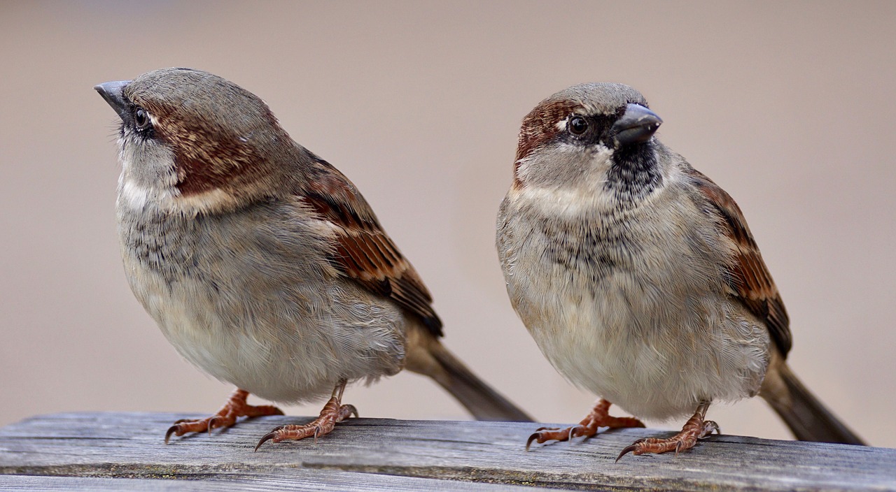 Image - sparrows two birds pair plumage