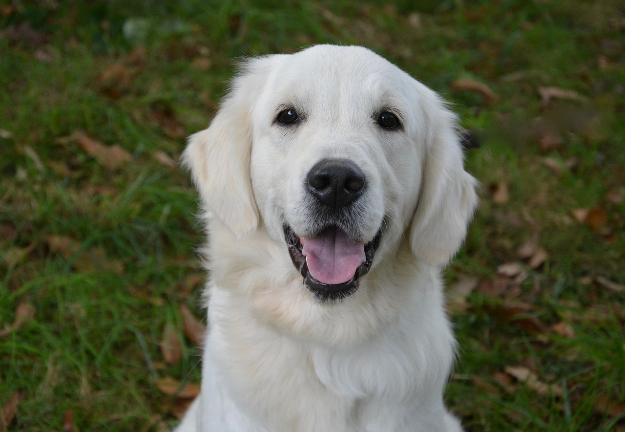 Image - dog golden retriever female